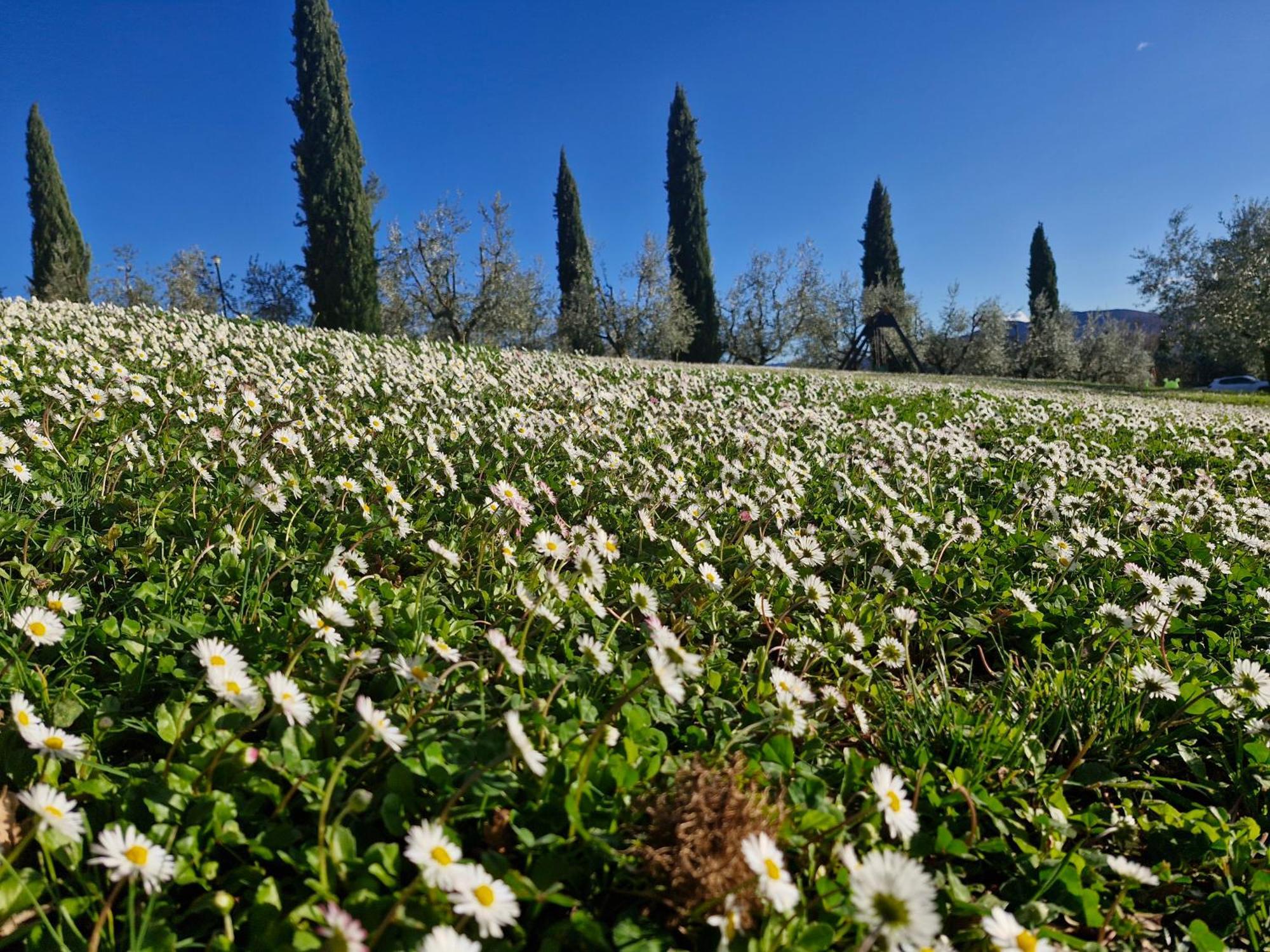 Agriturismo Val Della Pieve Anghiari Eksteriør bilde