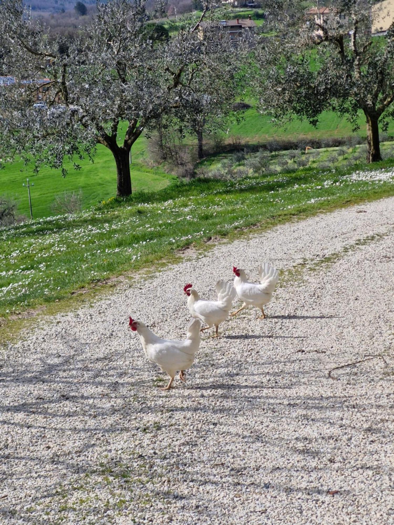 Agriturismo Val Della Pieve Anghiari Eksteriør bilde